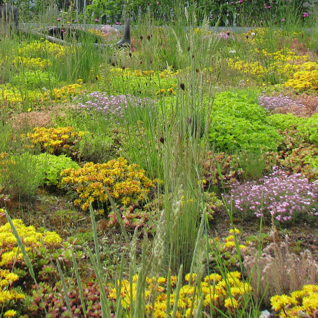 Dachbegrünung - Efeuria, die Gartenhecken aus Efeu