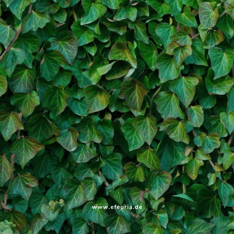 farn katzen Green Lady Farn
