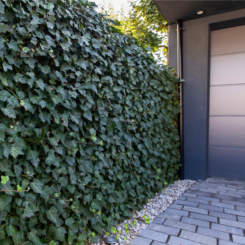 Efeuhecken & Euonymus - Efeuria, die Gartenhecken aus Efeu