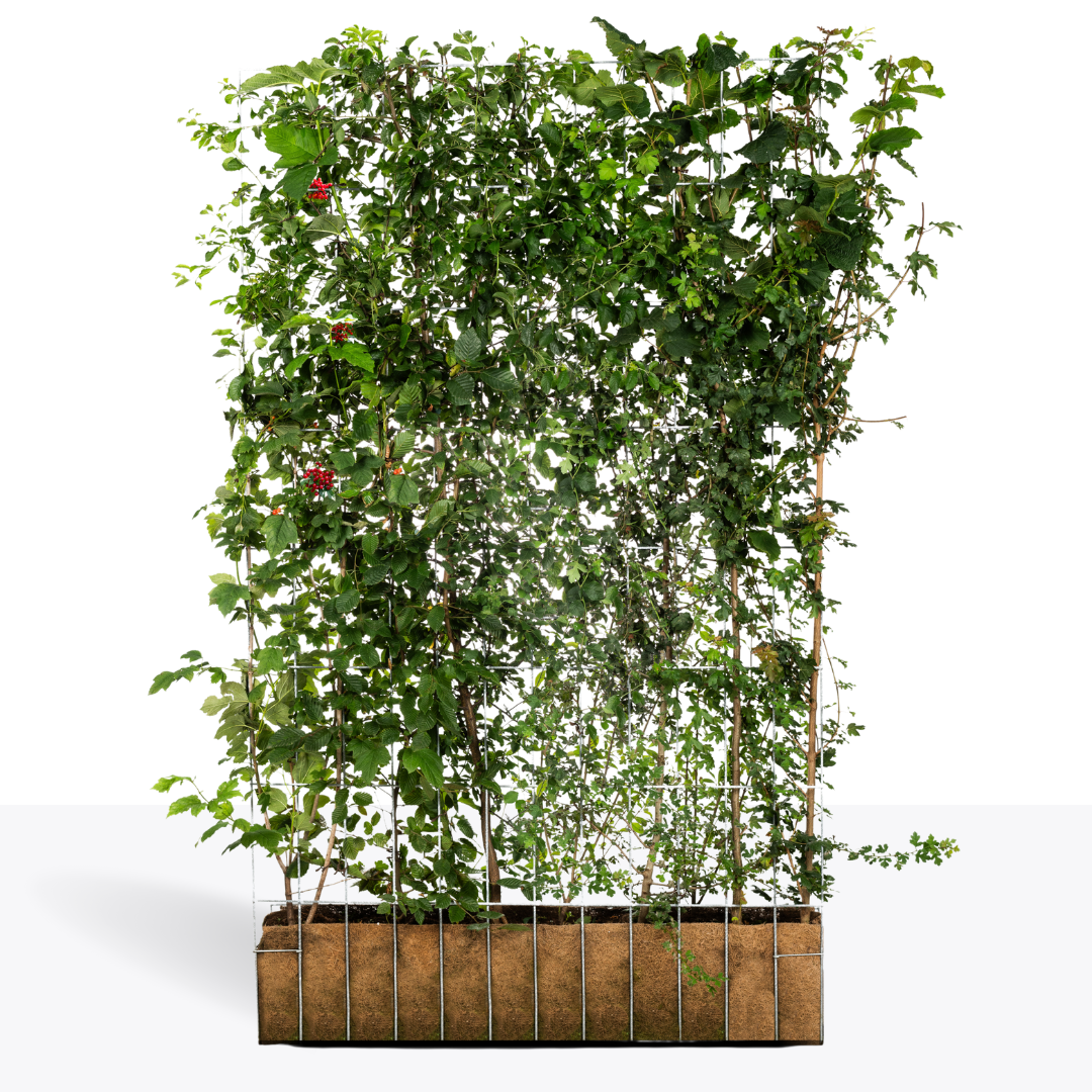 Euonymus garden hedge, ready-made hedge, variety Fort 'Dart's Blanket, spindle tree, cardinal's hat, spindle tree, 180 cm height, 120 cm width