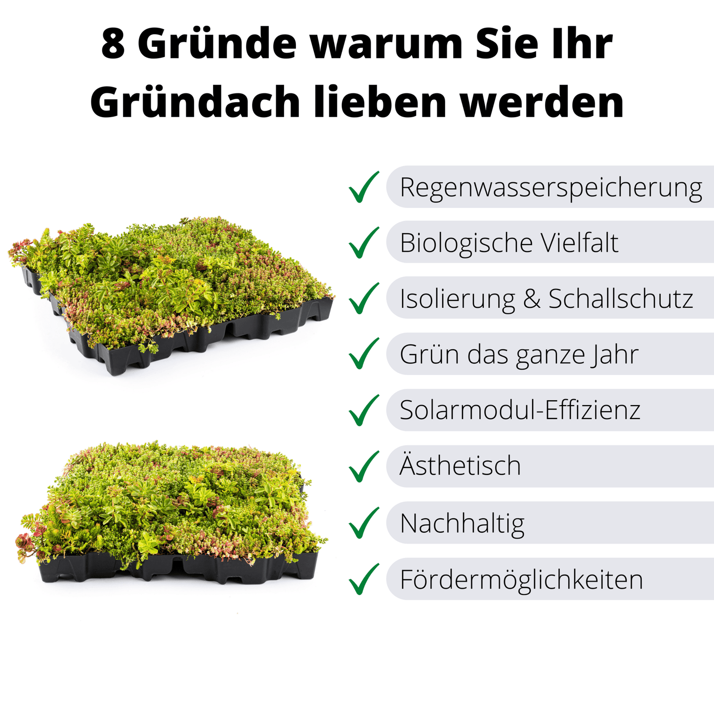 40er Bundle - Gründach MobiRoof Sedum Dachbegrünung, Dachbegrünungssystem Flachdach, Maße 50x50x6 cm, 40 Stück - Efeuria, die Gartenhecken aus Efeu