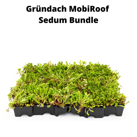 40er Bundle - Gründach MobiRoof Sedum Dachbegrünung, Dachbegrünungssystem Flachdach, Maße 50x50x6 cm, 40 Stück Dachbegrünung