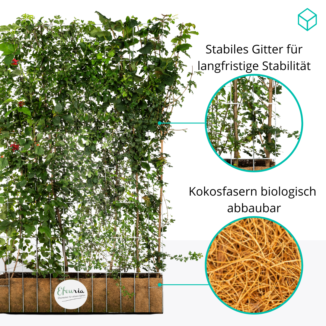 Euonymus garden hedge, ready-made hedge, variety Fort 'Dart's Blanket, spindle tree, cardinal's hat, spindle tree, 180 cm height, 120 cm width