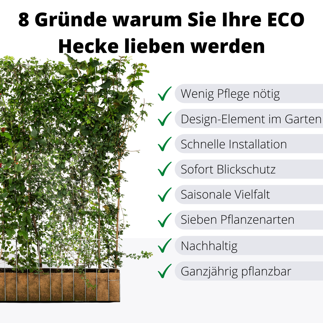 Euonymus garden hedge, ready-made hedge, variety Fort 'Dart's Blanket, spindle tree, cardinal's hat, spindle tree, 180 cm height, 120 cm width