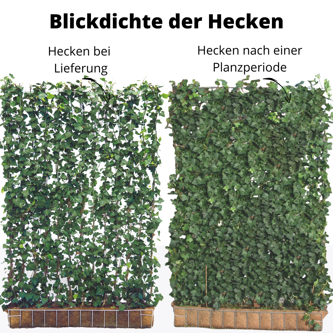 Elvira Efeuhecke als Gartenhecken, Fertighecke, Hedera helix Woerner Efeu als Zaun, 100 cm Höhe, 120 cm Breite