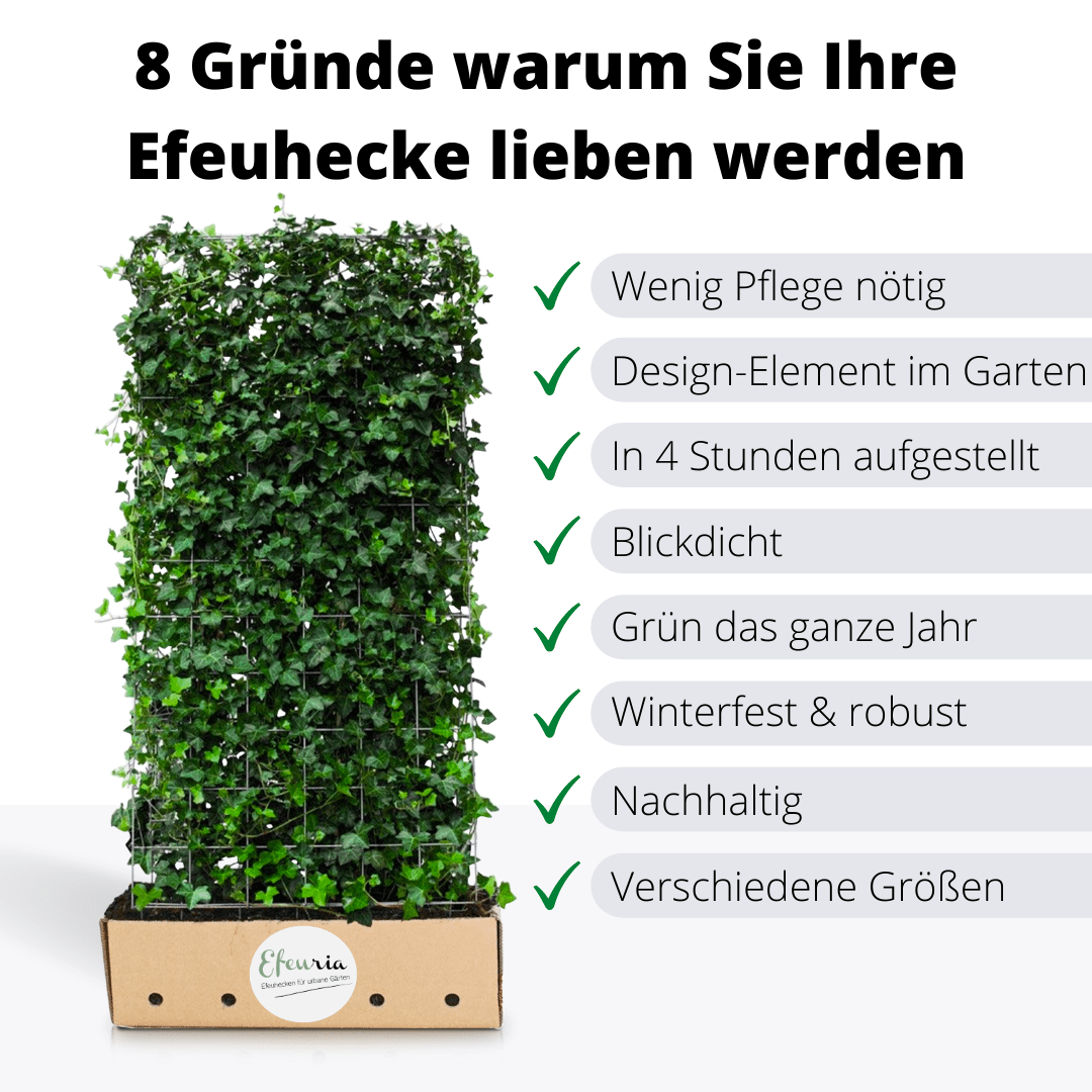 Adela Efeuhecke als Gartenheck, Fertighecke Hedera helix Woerner als Zaun Efeu Sichtschutz, 180 cm Höhe, 120 cm Breite, Vorteil Hecke am laufenden Meter Mobilane - Efeuria, die Gartenhecken aus Efeu