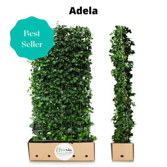 Efeuhecke als Gartenheck, Fertighecke Hedera helix Woerner als Zaun Efeu Sichtschutz, 180 cm Höhe, 120 cm Breite, Vorteil Hecke am laufenden Meter Gartenhecke