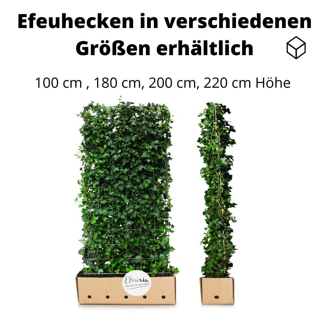 Adela Efeuhecke als Gartenheck, Fertighecke Hedera helix Woerner als Zaun Efeu Sichtschutz, 180 cm Höhe, 120 cm Breite, Vorteil Hecke am laufenden Meter Mobilane - Efeuria, die Gartenhecken aus Efeu