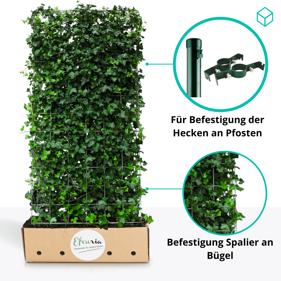Zwischenbügel Metall grün — Infografik: Befestigung der Hecke an Pfosten und Bügel