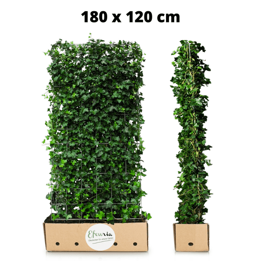 Efeuhecke als Gartenheck, Fertighecke Hedera helix Woerner als Zaun Efeu Sichtschutz, 180 cm Höhe, 120 cm Breite, Vorteil Hecke am laufenden Meter Gartenhecke