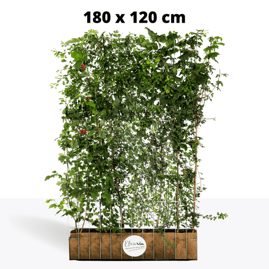 Efeuria ECO Fertighecke, sieben Heckenarten in einer Hecke, Maße 180x120 cm Gartenhecke