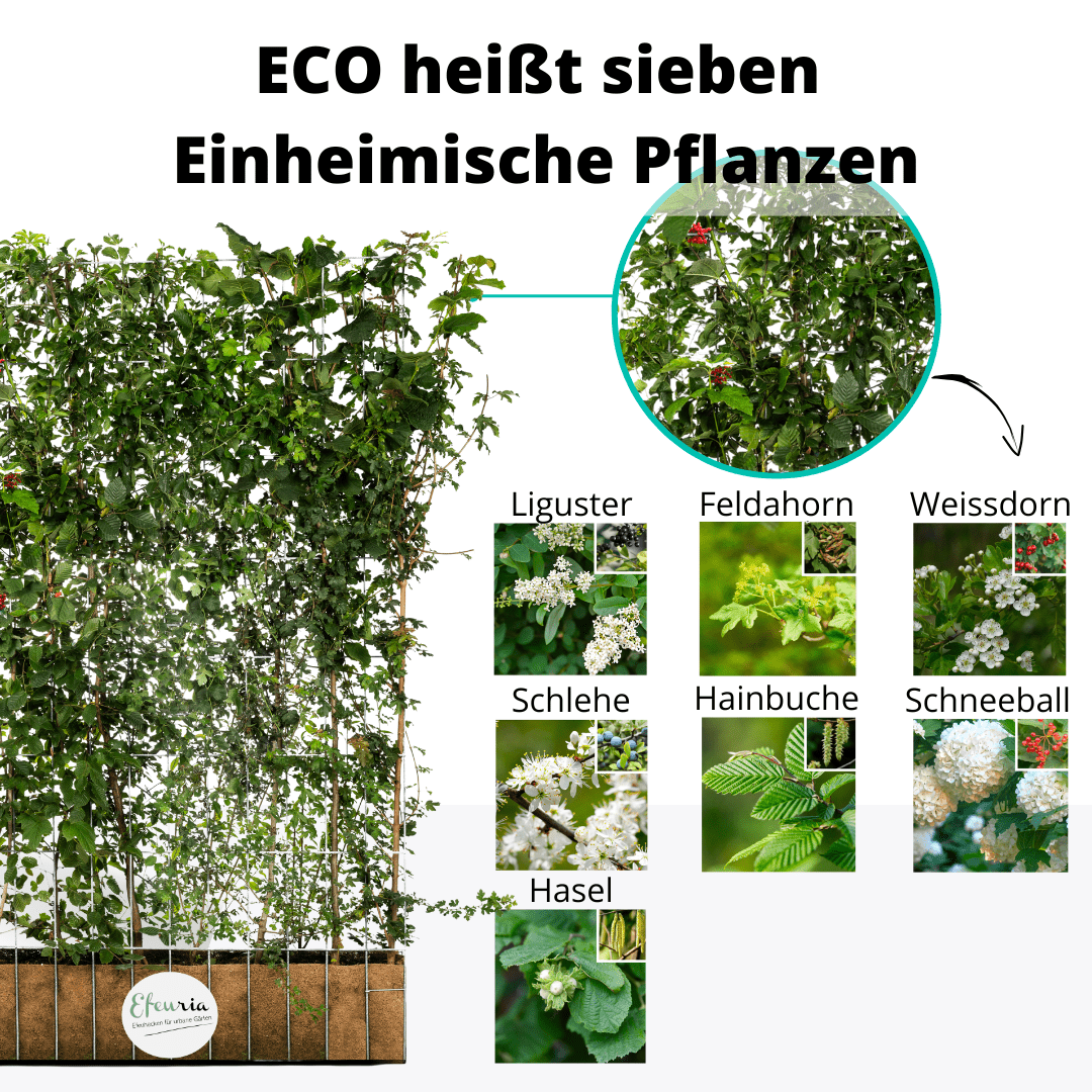 Efeuria ECO Fertighecke, sieben Heckenarten in einer Hecke, Maße 180x120 cm Gartenhecke