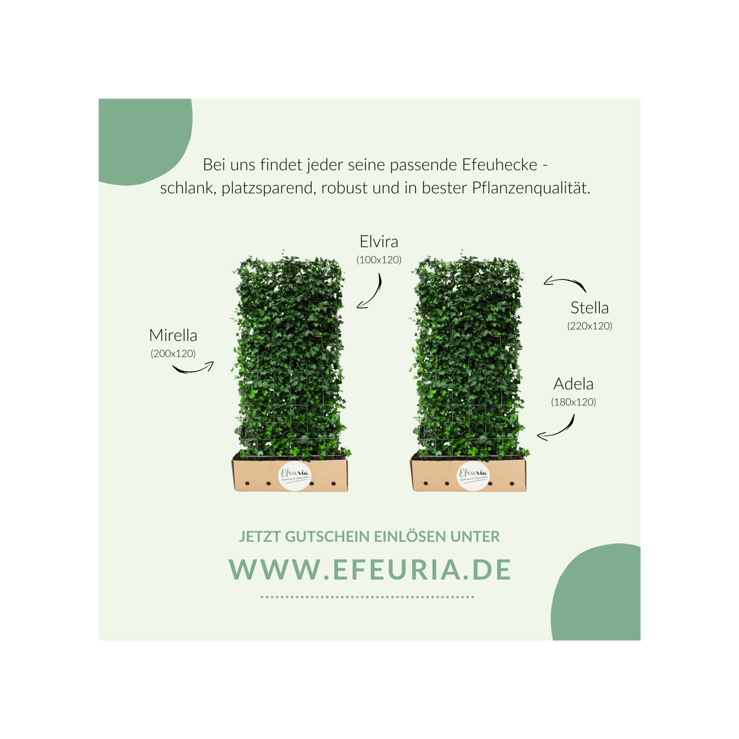 Efeuria Geschenkgutschein - Efeuria, die Gartenhecken aus Efeu