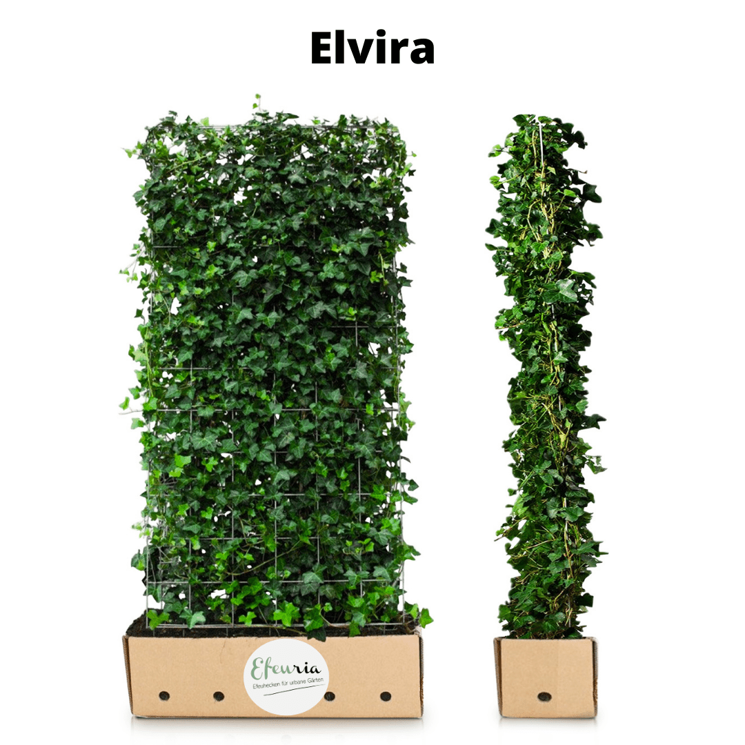 Elvira Efeuhecke als Gartenhecken, Fertighecke, Hedera helix Woerner Efeu als Zaun, 100 cm Höhe, 120 cm Breite - Efeuria, die Gartenhecken aus Efeu