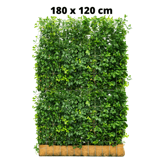 Euonymus Gartenhecke, Fertighecke, Sorte Fort ‘Dart’s Blanket, Spindelbaum, Kardinalshut, Pfaffenhütchen, 180 cm Höhe, 120 cm Breite Gartenhecke