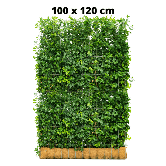 Euonymus Gartenhecke, Fertighecke, Sorte Fort ‘Dart’s Blanket, Spindelbaum, Kardinalshut, Pfaffenhütchen, 100 cm Höhe, 120 cm Breite Gartenhecke