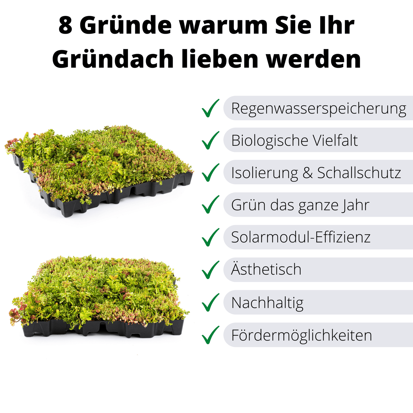 Gründach MobiRoof Sedum Dachbegrünung, Dachbegrünungssystem Flachdach Garagendach, extensive Bepflanzung, Maße 50x50x6 cm, Vorteile - Efeuria, die Gartenhecken aus Efeu