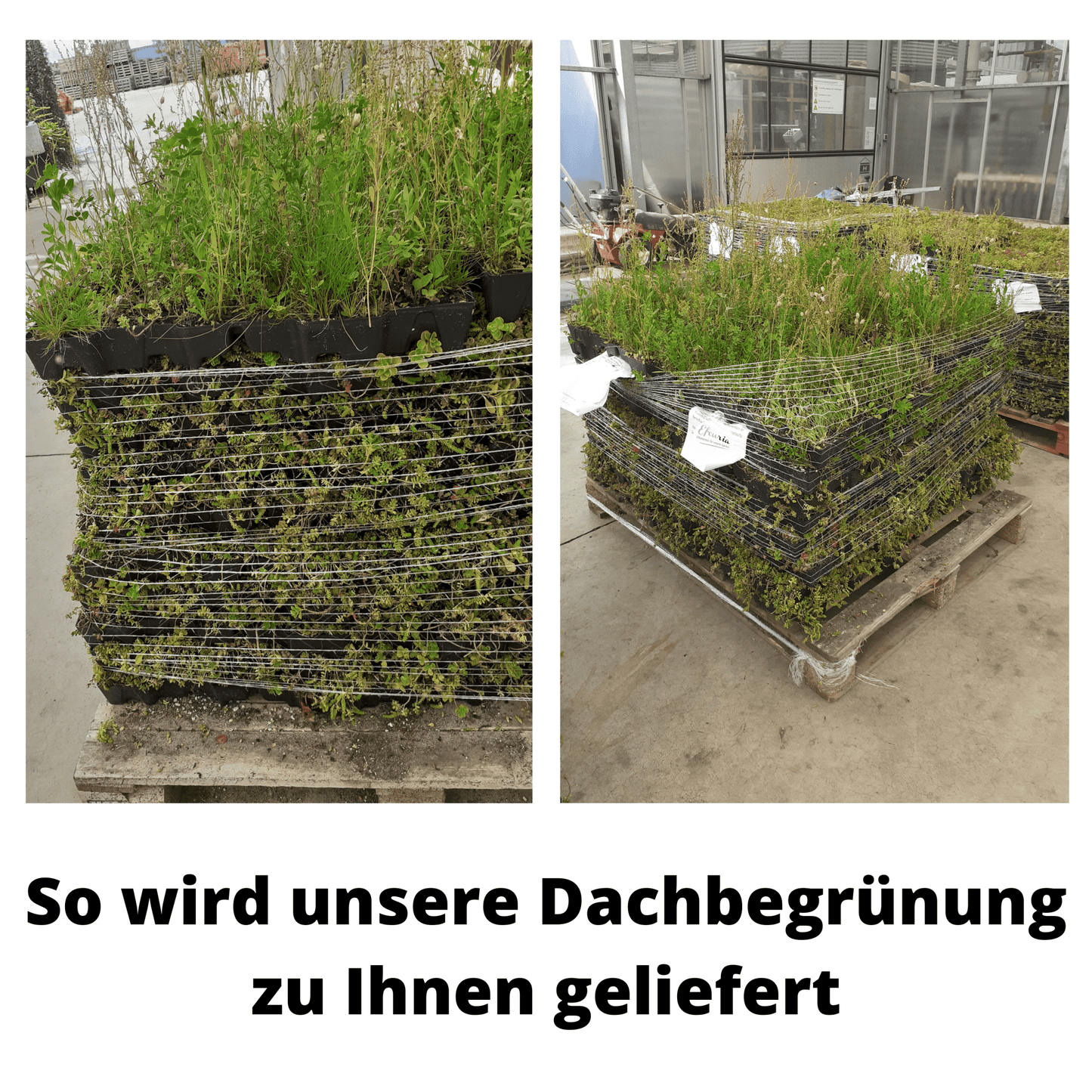 Gründach MobiRoof Sedum & WildFlower, extensive Dachbegrünung Flachdach, Dachbegrünungssystem Bepflanzung, Maße 50x50x6 cm, Vorteile - Efeuria, die Gartenhecken aus Efeu