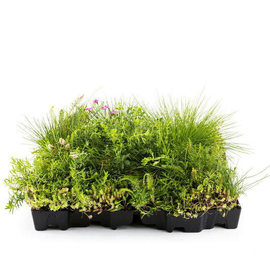 Gründach MobiRoof Sedum & WildFlower, extensive Dachbegrünung Flachdach, Dachbegrünungssystem Bepflanzung, Maße 50x50x6 cm, Vorteile Dachbegrünung