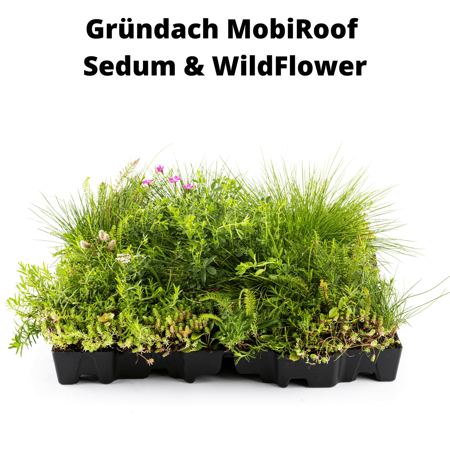 Gründach MobiRoof Sedum & WildFlower, extensive Dachbegrünung Flachdach, Dachbegrünungssystem Bepflanzung, Maße 50x50x6 cm, Vorteile - Efeuria, die Gartenhecken aus Efeu