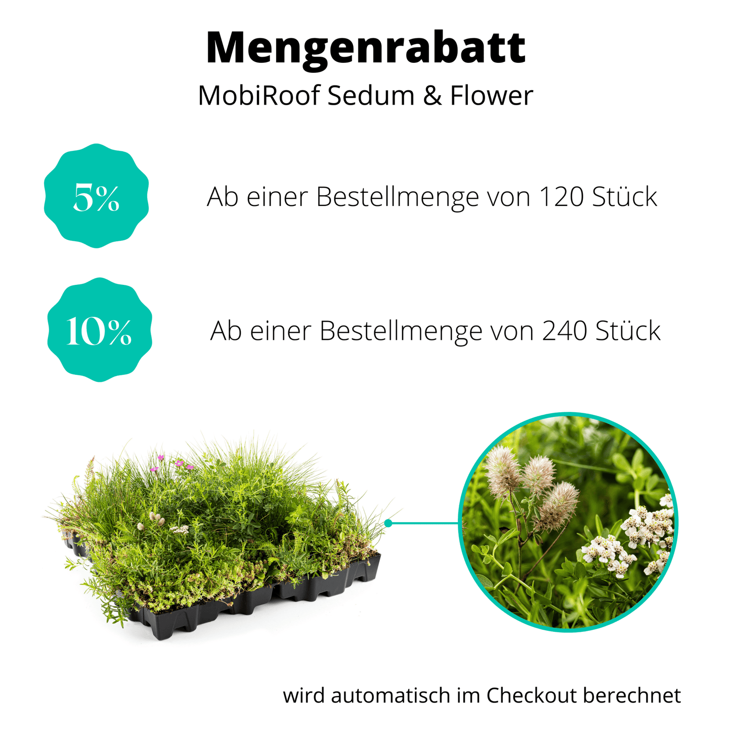 Gründach MobiRoof Sedum & WildFlower, extensive Dachbegrünung Flachdach, Dachbegrünungssystem Bepflanzung, Maße 50x50x6 cm, Vorteile - Efeuria, die Gartenhecken aus Efeu