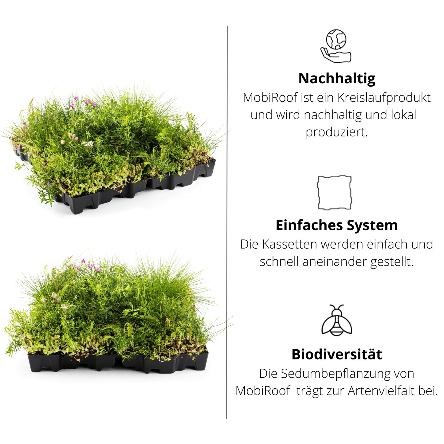 Gründach MobiRoof Sedum & WildFlower, extensive Dachbegrünung Flachdach, Dachbegrünungssystem Bepflanzung, Maße 50x50x6 cm, Vorteile - Efeuria, die Gartenhecken aus Efeu