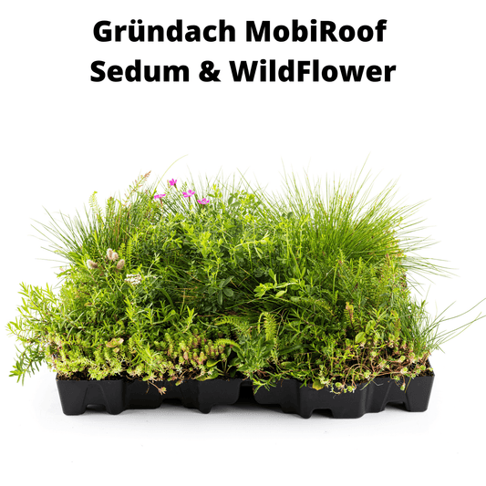 Gründach MobiRoof Sedum & WildFlower, extensive Dachbegrünung Flachdach, Dachbegrünungssystem Bepflanzung, Maße 50x50x6 cm, Vorteile Dachbegrünung