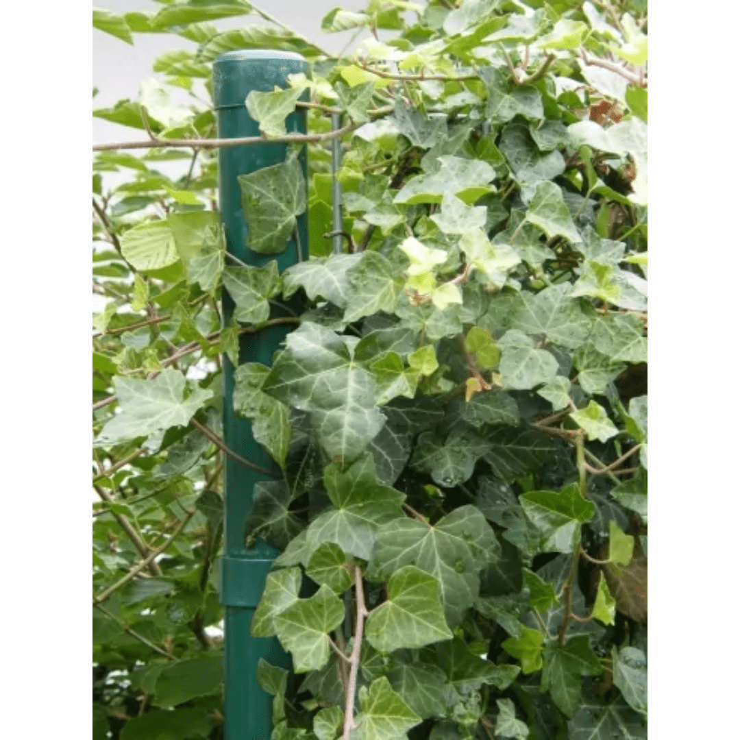 Metall - Pfosten grün (Betafence) Zubehör