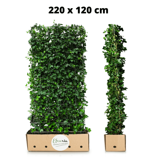 Stella Efeuhecke als Gartenhecken, Fertighecke, Hedera helix Woerner Efeu, 220 cm Höhe, 120 cm Breite Gartenhecke