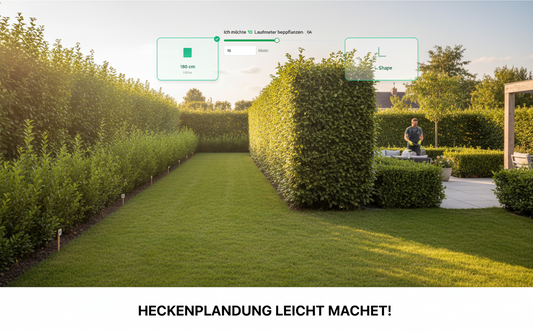 In 1 Minute zur perfekten Hecke: Der neue Efeuria Heckenkalkulator macht’s möglich