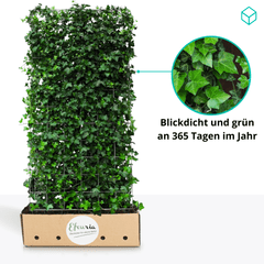 Nahaufnahme immergrüner Efeublätter einer Efeuhecke