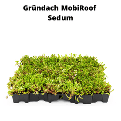 MobiRoof-Kassette mit dichter Sedum-Bepflanzung für die Carport-Begrünung