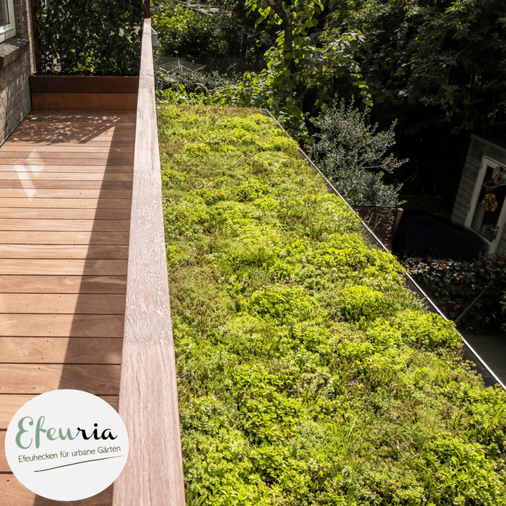 Sedum-Gründach mit MobiRoof-Kassetten neben einer Holzterrasse