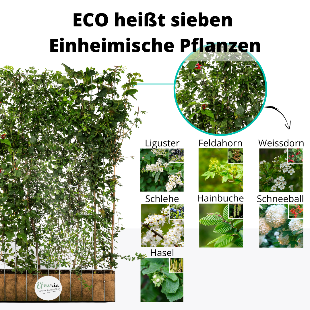 Efeuria ECO Fertighecke, sieben Heckenarten in einer Hecke, Maße 180x120 cm
