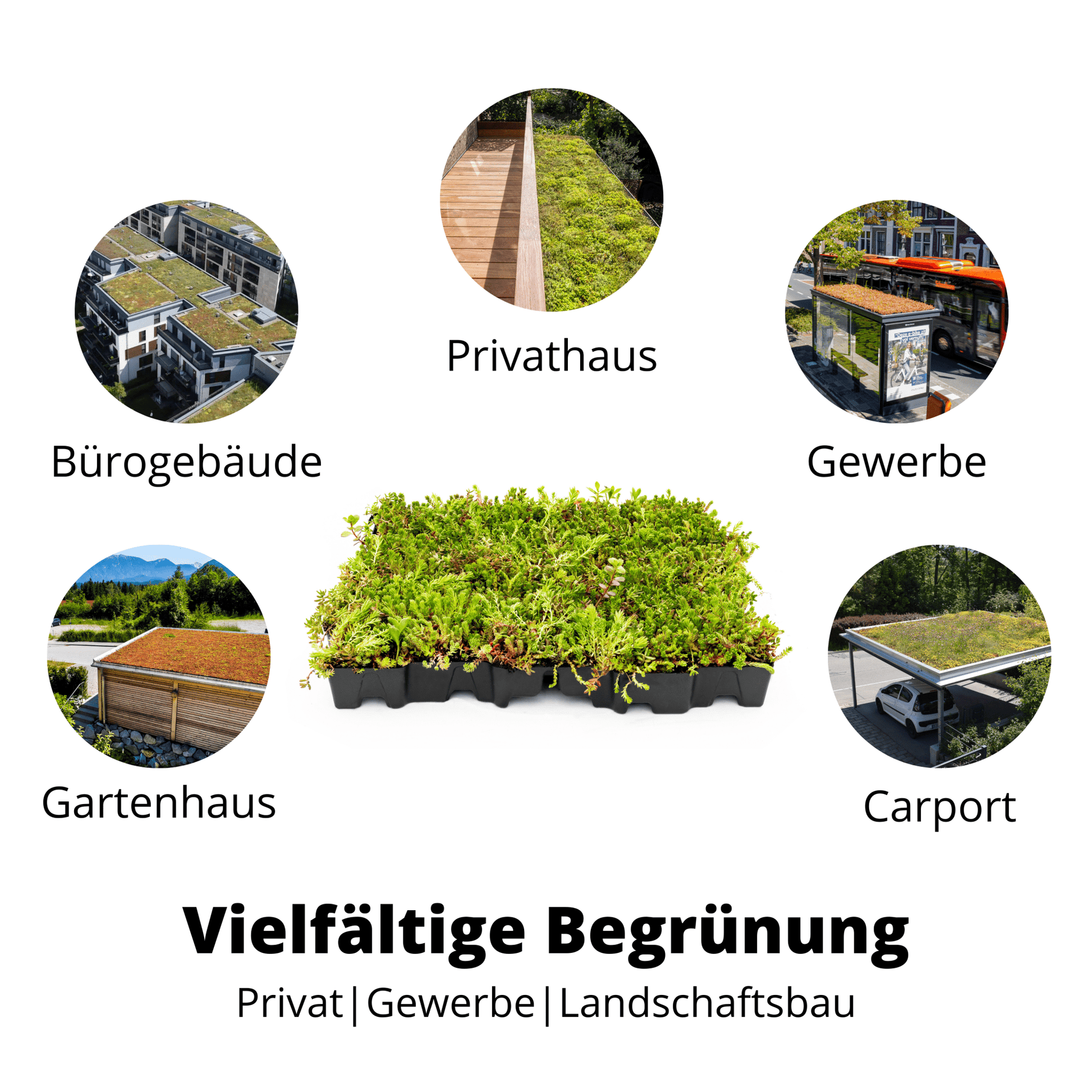 40er Bundle - Gründach MobiRoof Sedum Dachbegrünung, Dachbegrünungssystem Flachdach, Maße 50x50x6 cm, 40 Stück Dachbegrünung