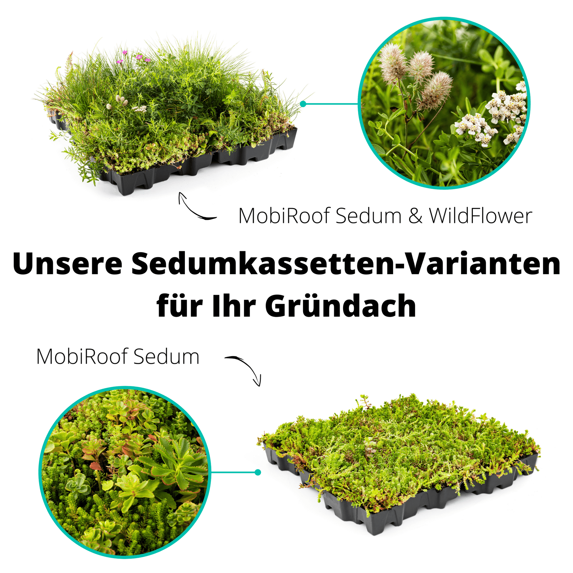 40er Bundle - Gründach MobiRoof Sedum Dachbegrünung, Dachbegrünungssystem Flachdach, Maße 50x50x6 cm, 40 Stück Dachbegrünung