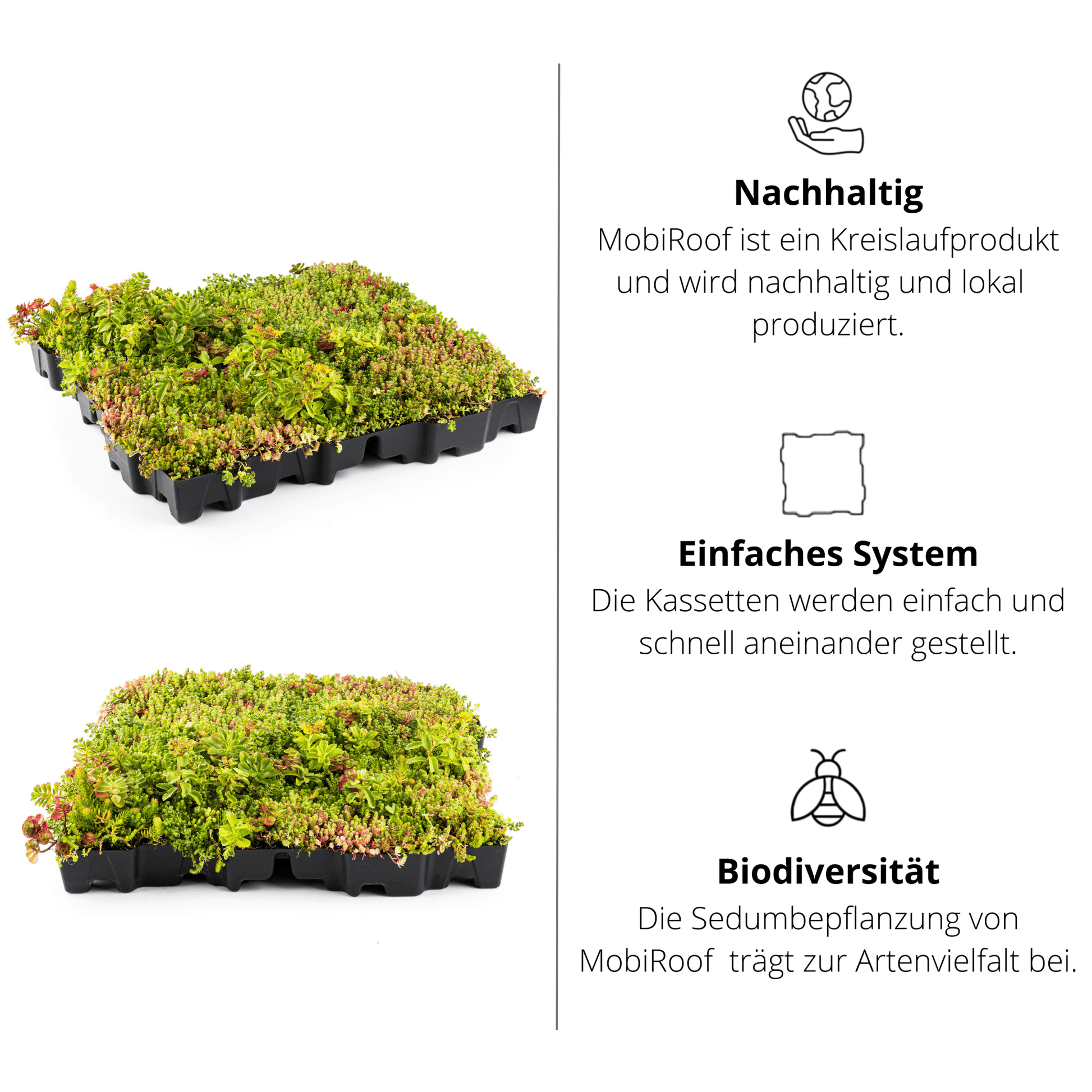 40er Bundle - Gründach MobiRoof Sedum Dachbegrünung, Dachbegrünungssystem Flachdach, Maße 50x50x6 cm, 40 Stück Dachbegrünung