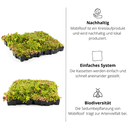 40er Bundle - Gründach MobiRoof Sedum Dachbegrünung, Dachbegrünungssystem Flachdach, Maße 50x50x6 cm, 40 Stück Dachbegrünung