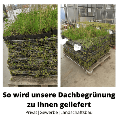 40er Bundle - Gründach MobiRoof Sedum Dachbegrünung, Dachbegrünungssystem Flachdach, Maße 50x50x6 cm, 40 Stück Dachbegrünung