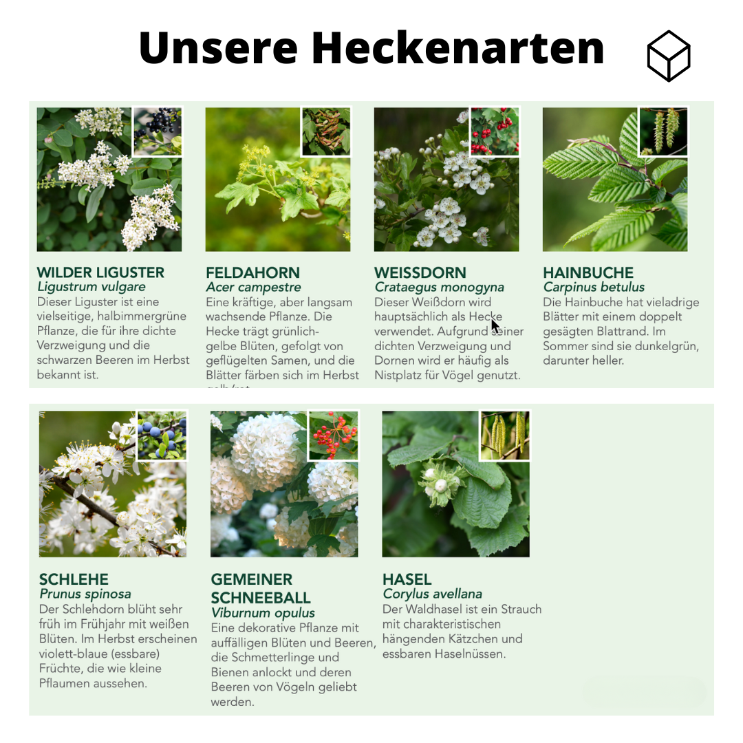 Efeuria ECO Fertighecke, sieben Heckenarten in einer Hecke, Maße 180x120 cm