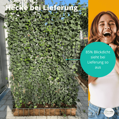 Efeuhecke als Gartenheck, Fertighecke Hedera helix Woerner als Zaun Efeu Sichtschutz, 180 cm Höhe, 120 cm Breite, Vorteil Hecke am laufenden Meter