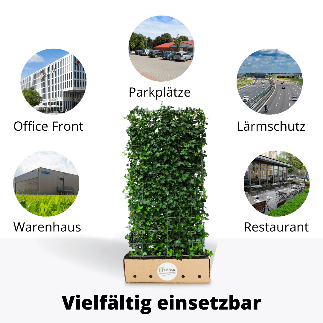 Adela Efeuhecke als Gartenheck, Fertighecke Hedera helix Woerner als Zaun Efeu Sichtschutz, 180 cm Höhe, 120 cm Breite, Vorteil Hecke am laufenden Meter Mobilane - Efeuria, die Gartenhecken aus Efeu