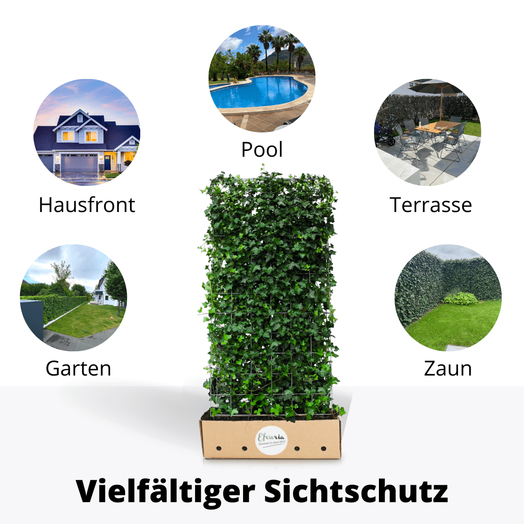 Adela Efeuhecke als Gartenheck, Fertighecke Hedera helix Woerner als Zaun Efeu Sichtschutz, 180 cm Höhe, 120 cm Breite, Vorteil Hecke am laufenden Meter Mobilane - Efeuria, die Gartenhecken aus Efeu