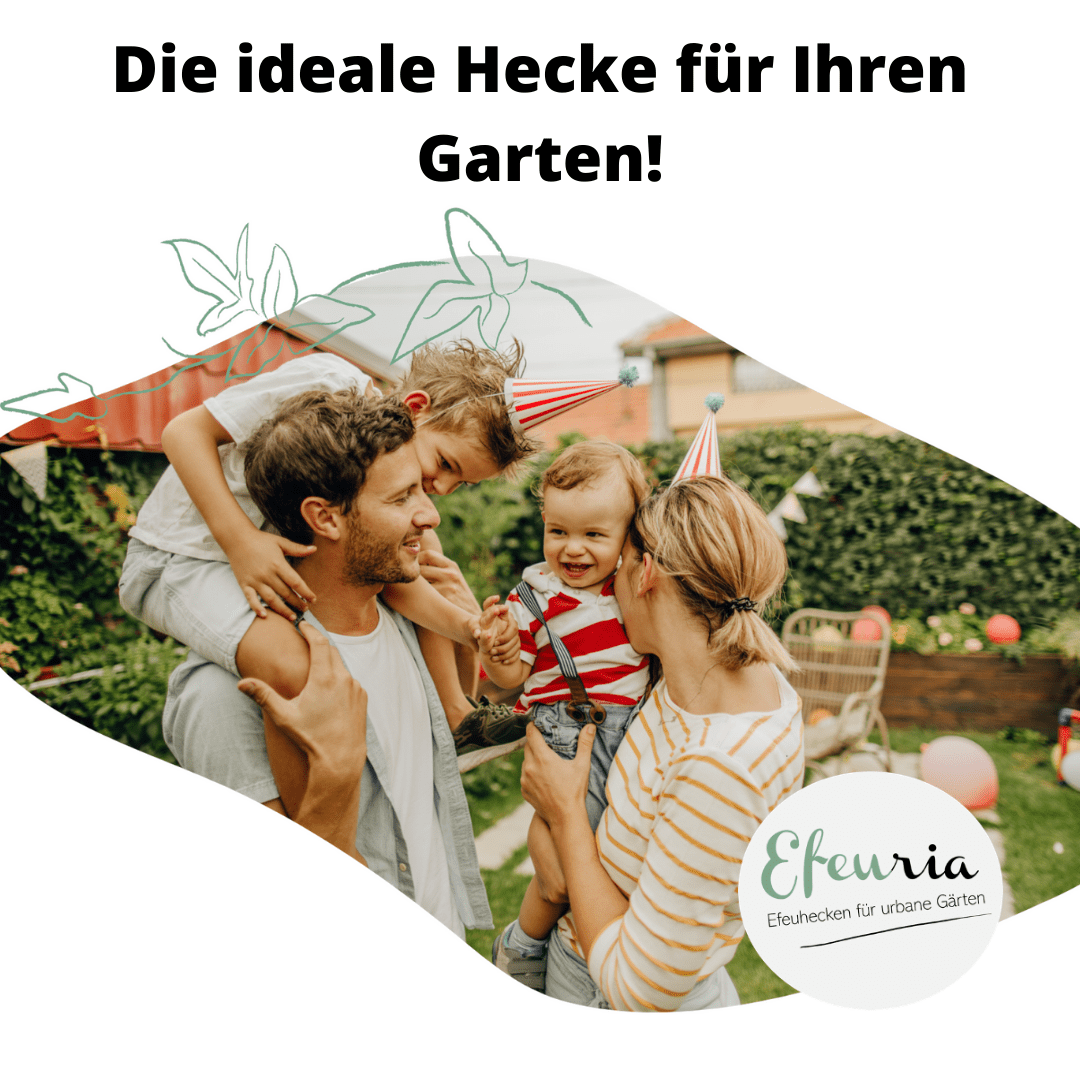 Adela Efeuhecke als Gartenheck, Fertighecke Hedera helix Woerner als Zaun Efeu Sichtschutz, 180 cm Höhe, 120 cm Breite, Vorteil Hecke am laufenden Meter Mobilane - Efeuria, die Gartenhecken aus Efeu