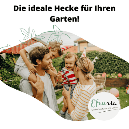Adela Efeuhecke als Gartenheck, Fertighecke Hedera helix Woerner als Zaun Efeu Sichtschutz, 180 cm Höhe, 120 cm Breite, Vorteil Hecke am laufenden Meter Mobilane - Efeuria, die Gartenhecken aus Efeu