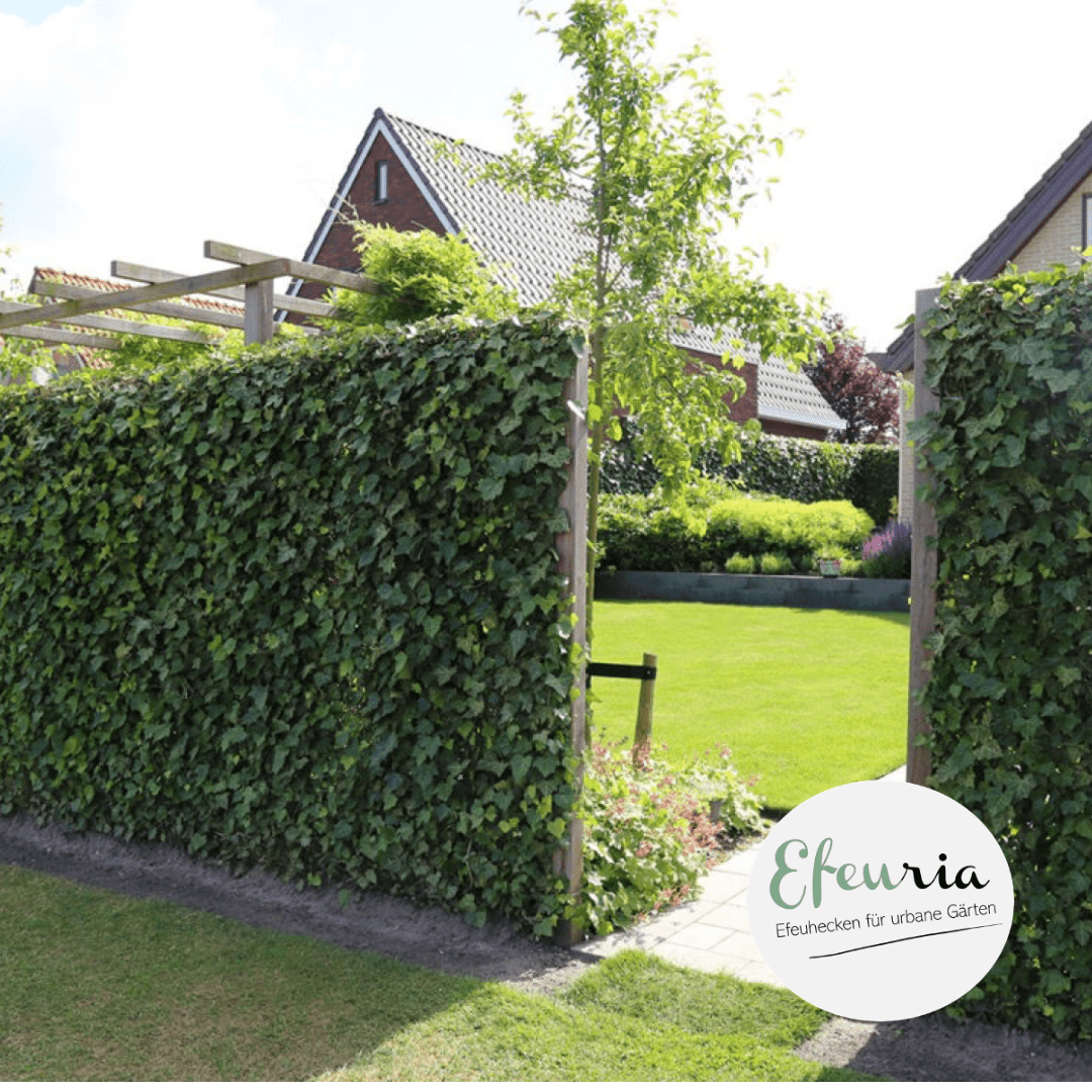 Adela Efeuhecke als Gartenheck, Fertighecke Hedera helix Woerner als Zaun Efeu Sichtschutz, 180 cm Höhe, 120 cm Breite, Vorteil Hecke am laufenden Meter Mobilane - Efeuria, die Gartenhecken aus Efeu