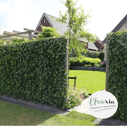 Adela Efeuhecke als Gartenheck, Fertighecke Hedera helix Woerner als Zaun Efeu Sichtschutz, 180 cm Höhe, 120 cm Breite, Vorteil Hecke am laufenden Meter Mobilane - Efeuria, die Gartenhecken aus Efeu