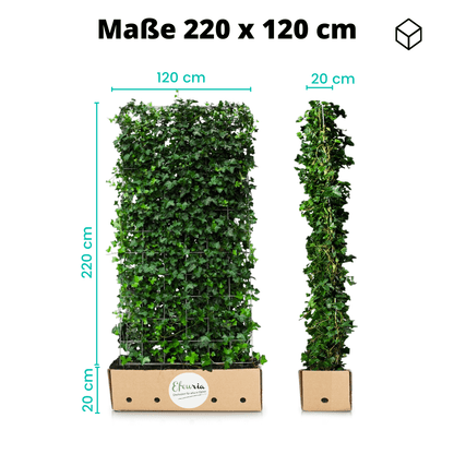 Efeuhecke als Gartenheck, Fertighecke Hedera helix Woerner als Zaun Efeu Sichtschutz, 180 cm Höhe, 120 cm Breite, Vorteil Hecke am laufenden Meter Gartenhecke