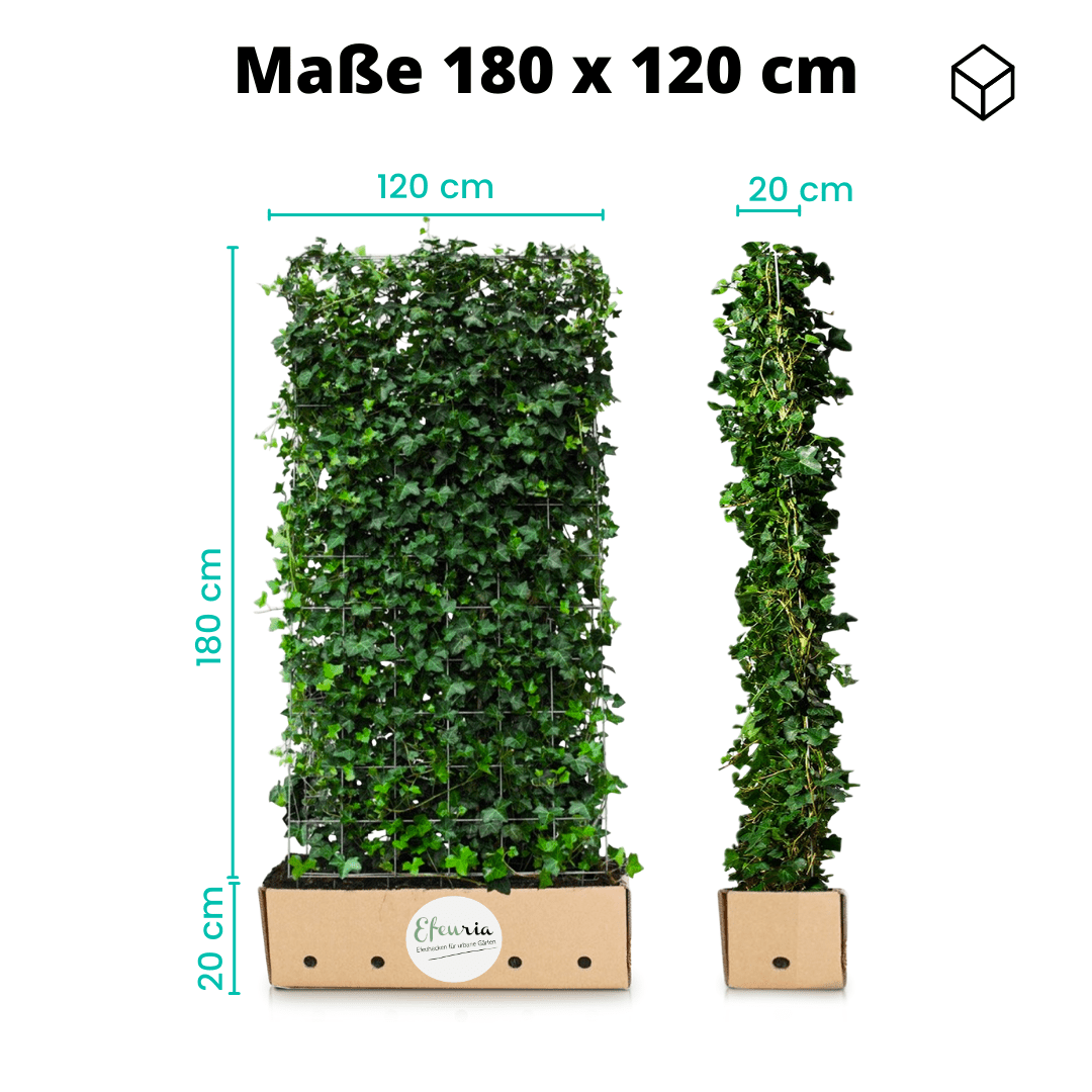 Efeu Kaufen 180 Cm
