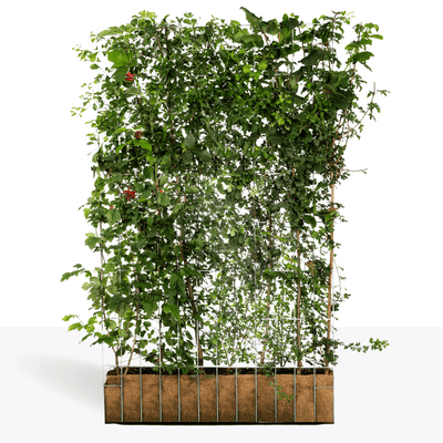 Efeuria ECO Fertighecke, sieben Heckenarten in einer Hecke, Maße 180x120 cm Gartenhecke